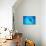 Giant Manta Ray-Matthew Oldfield-Photographic Print displayed on a wall