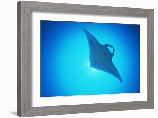 Giant Manta Ray-Matthew Oldfield-Framed Photographic Print