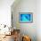 Giant Manta Ray-Matthew Oldfield-Framed Photographic Print displayed on a wall