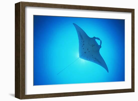 Giant Manta Ray-Matthew Oldfield-Framed Photographic Print