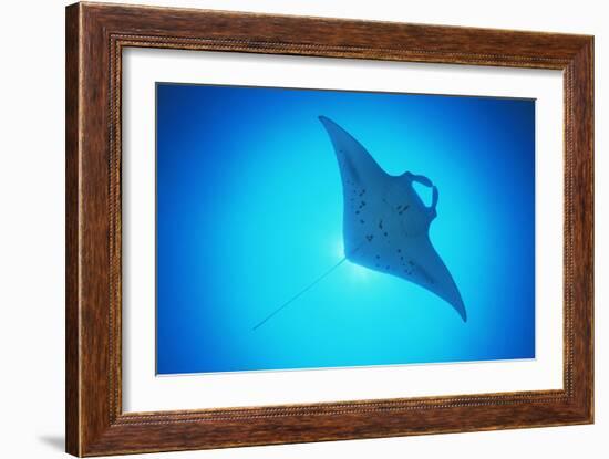 Giant Manta Ray-Matthew Oldfield-Framed Photographic Print