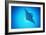 Giant Manta Ray-Matthew Oldfield-Framed Photographic Print