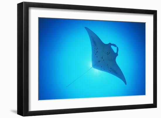 Giant Manta Ray-Matthew Oldfield-Framed Photographic Print