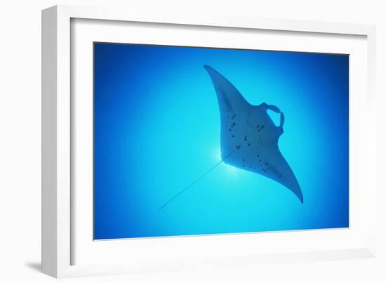 Giant Manta Ray-Matthew Oldfield-Framed Photographic Print