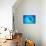 Giant Manta Ray-Matthew Oldfield-Mounted Photographic Print displayed on a wall