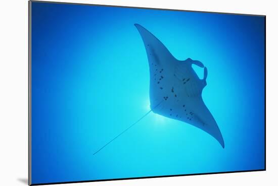 Giant Manta Ray-Matthew Oldfield-Mounted Photographic Print