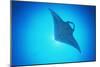 Giant Manta Ray-Matthew Oldfield-Mounted Photographic Print