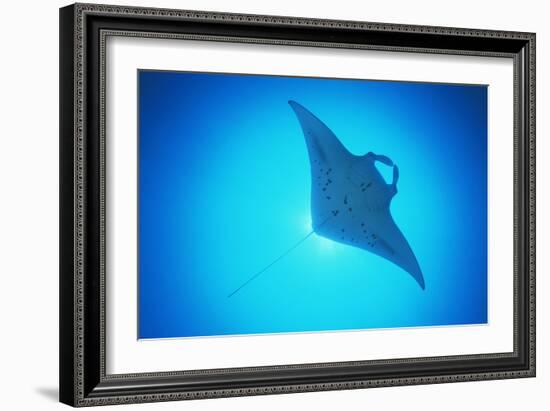 Giant Manta Ray-Matthew Oldfield-Framed Photographic Print