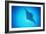 Giant Manta Ray-Matthew Oldfield-Framed Photographic Print