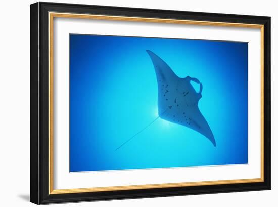 Giant Manta Ray-Matthew Oldfield-Framed Photographic Print