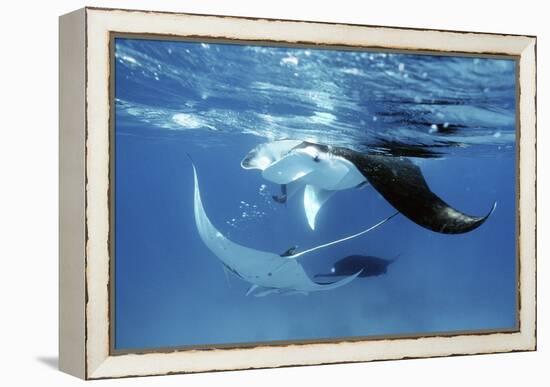 Giant Manta Rays-Georgette Douwma-Framed Premier Image Canvas