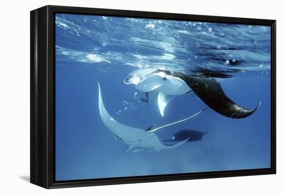 Giant Manta Rays-Georgette Douwma-Framed Premier Image Canvas