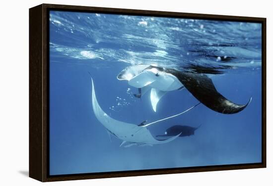 Giant Manta Rays-Georgette Douwma-Framed Premier Image Canvas