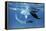 Giant Manta Rays-Georgette Douwma-Framed Premier Image Canvas