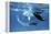Giant Manta Rays-Georgette Douwma-Framed Premier Image Canvas