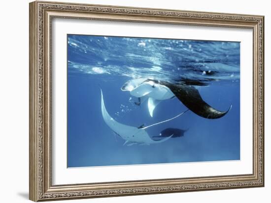 Giant Manta Rays-Georgette Douwma-Framed Photographic Print