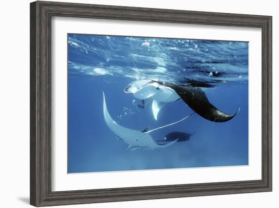 Giant Manta Rays-Georgette Douwma-Framed Photographic Print