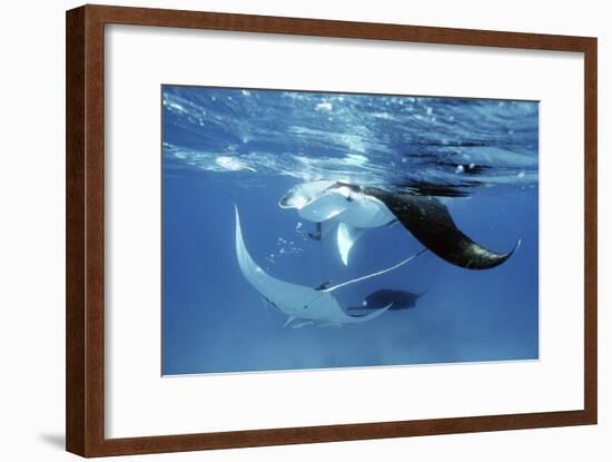 Giant Manta Rays-Georgette Douwma-Framed Photographic Print