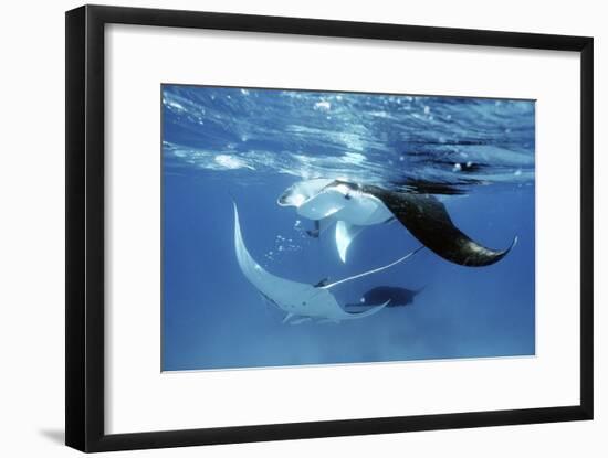 Giant Manta Rays-Georgette Douwma-Framed Photographic Print