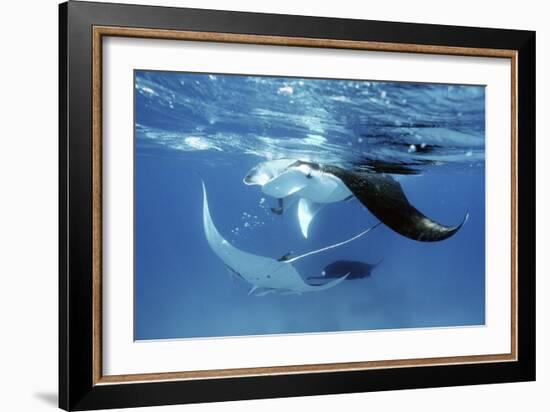 Giant Manta Rays-Georgette Douwma-Framed Photographic Print