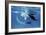 Giant Manta Rays-Georgette Douwma-Framed Photographic Print