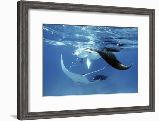 Giant Manta Rays-Georgette Douwma-Framed Photographic Print