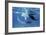 Giant Manta Rays-Georgette Douwma-Framed Photographic Print