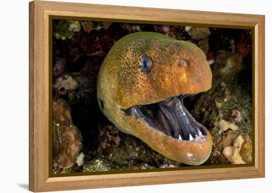 Giant moray with mouth open, looming out of a crevice, Egypt-Alex Mustard-Framed Premier Image Canvas