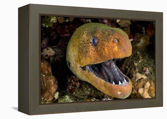 Giant moray with mouth open, looming out of a crevice, Egypt-Alex Mustard-Framed Premier Image Canvas