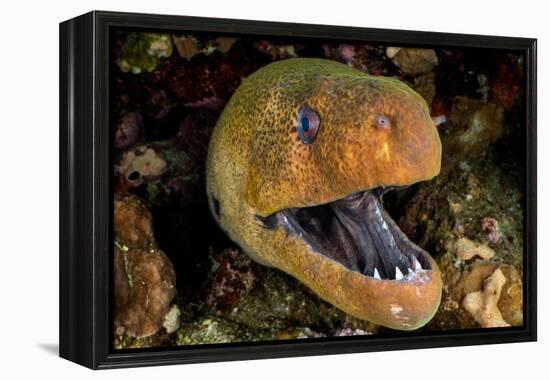 Giant moray with mouth open, looming out of a crevice, Egypt-Alex Mustard-Framed Premier Image Canvas