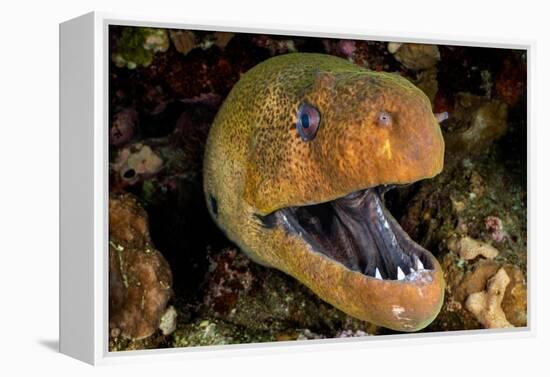 Giant moray with mouth open, looming out of a crevice, Egypt-Alex Mustard-Framed Premier Image Canvas