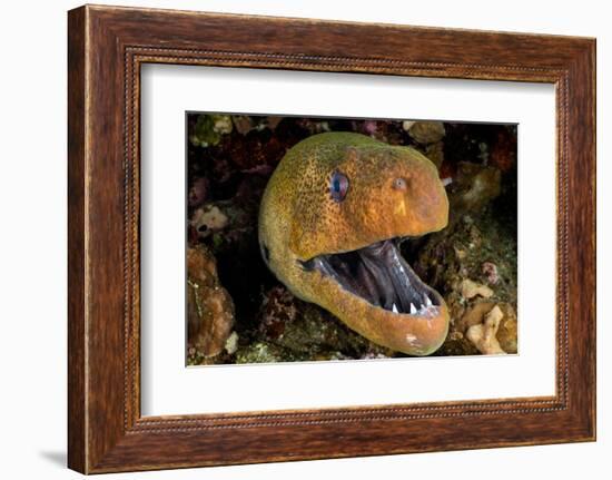 Giant moray with mouth open, looming out of a crevice, Egypt-Alex Mustard-Framed Photographic Print