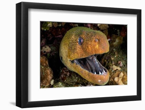 Giant moray with mouth open, looming out of a crevice, Egypt-Alex Mustard-Framed Photographic Print