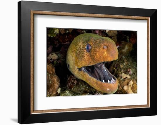 Giant moray with mouth open, looming out of a crevice, Egypt-Alex Mustard-Framed Photographic Print