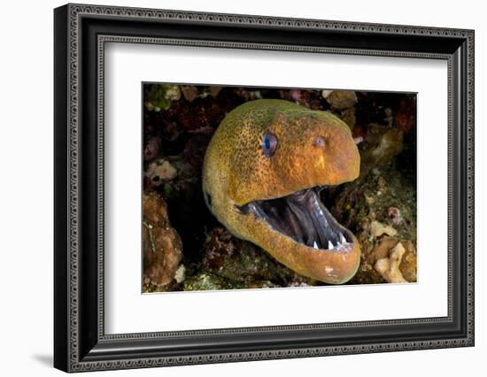 Giant moray with mouth open, looming out of a crevice, Egypt-Alex Mustard-Framed Photographic Print