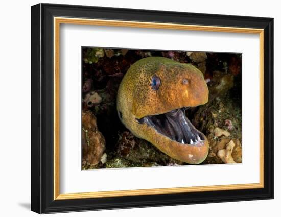 Giant moray with mouth open, looming out of a crevice, Egypt-Alex Mustard-Framed Photographic Print