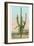 Giant Multi-Armed Saguaro Cactus-null-Framed Art Print