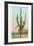 Giant Multi-Armed Saguaro Cactus-null-Framed Art Print