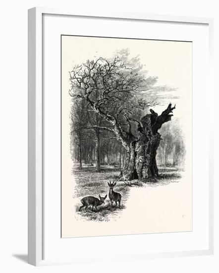 Giant Oak, Near Cranbourne Tower, UK-null-Framed Giclee Print