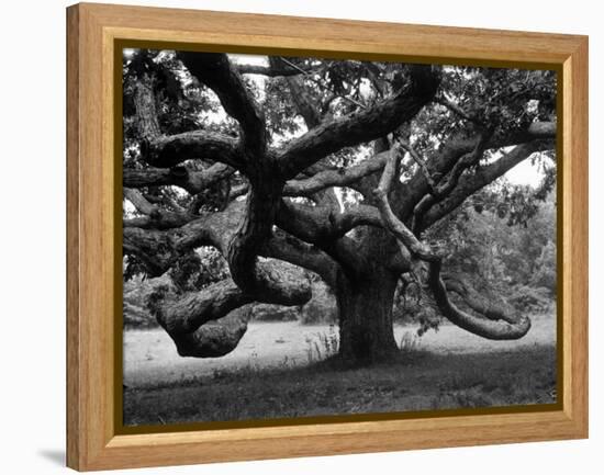 Giant Oak Tree on Martha's Vineyard-Alfred Eisenstaedt-Framed Premier Image Canvas