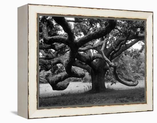 Giant Oak Tree on Martha's Vineyard-Alfred Eisenstaedt-Framed Premier Image Canvas