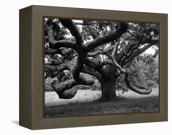 Giant Oak Tree on Martha's Vineyard-Alfred Eisenstaedt-Framed Premier Image Canvas