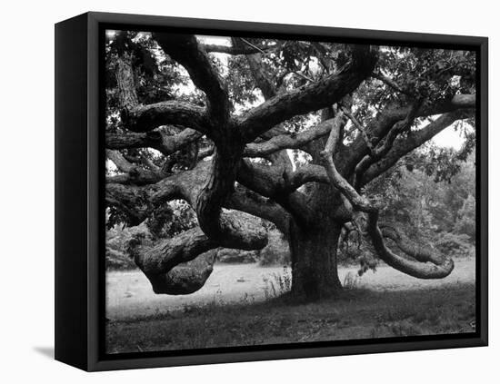Giant Oak Tree on Martha's Vineyard-Alfred Eisenstaedt-Framed Premier Image Canvas