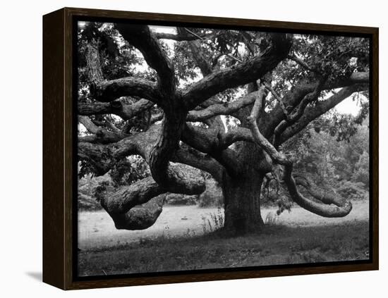 Giant Oak Tree on Martha's Vineyard-Alfred Eisenstaedt-Framed Premier Image Canvas