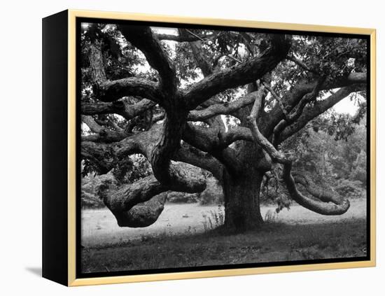 Giant Oak Tree on Martha's Vineyard-Alfred Eisenstaedt-Framed Premier Image Canvas