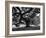 Giant Oak Tree on Martha's Vineyard-Alfred Eisenstaedt-Framed Photographic Print