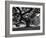 Giant Oak Tree on Martha's Vineyard-Alfred Eisenstaedt-Framed Photographic Print