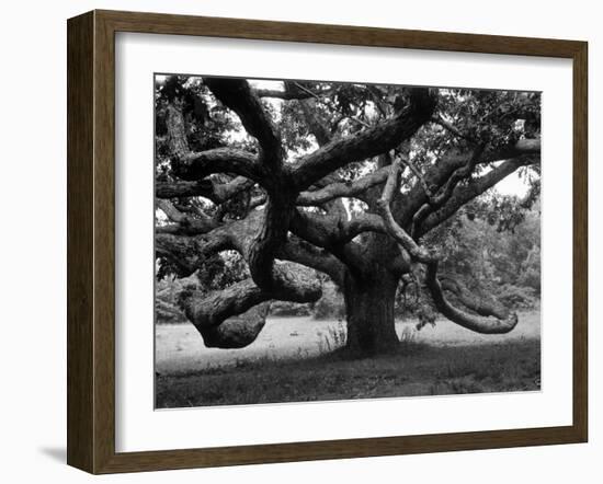 Giant Oak Tree on Martha's Vineyard-Alfred Eisenstaedt-Framed Photographic Print