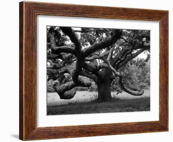 Giant Oak Tree on Martha's Vineyard-Alfred Eisenstaedt-Framed Photographic Print