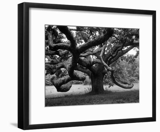 Giant Oak Tree on Martha's Vineyard-Alfred Eisenstaedt-Framed Photographic Print